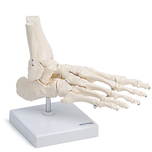 Cranstein A-322 modelo de esqueleto de pie | derecha | con trípode