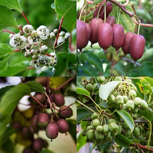 Kiwiri Cuarteto de kiwi (4 plantas de kiwi) (Actinidia arguta) – Mini kiwi – Garantía varietal directamente del cultivador