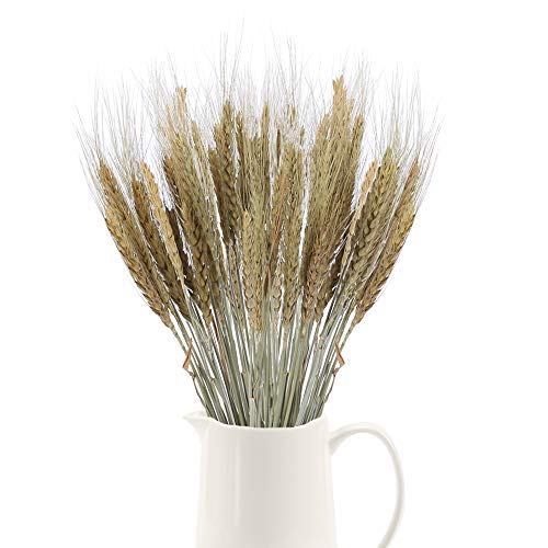 SLFYEE 100 Unidades 43 cm Flores de Trigo Seco Ramo de Hierb Ramo de Hierba de Trigo Naturalmente Flores Secas Naturales para C himenea Hogar Cocina, Mesa de Iglesia Boda