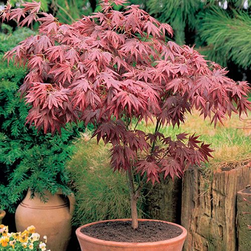 1 árbol o arbusto de arce japonés púrpura Acer 'Atropurpureum' en maceta para jardín.