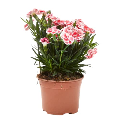 Verdecora Clavelina | Clavel chino | Planta natural de exterior con flor en maceta de Ø11cm (1)